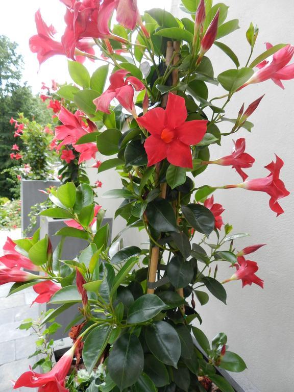 O Sixieme Sens Bed and Breakfast Williers Exterior foto